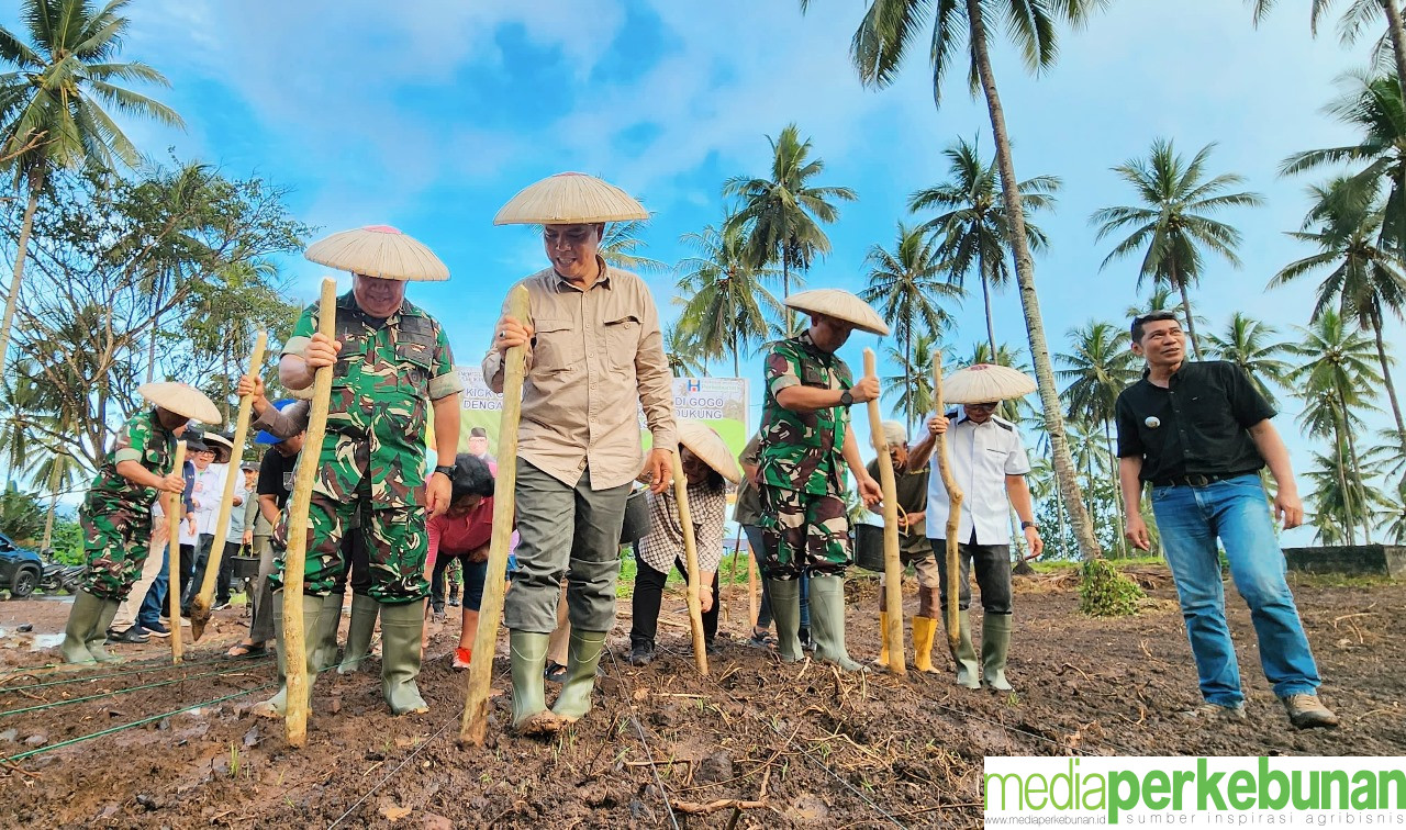 Integrasi Padi Gogo dan Kelapa Dalam: Langkah Strategis Kementan Wujudkan Ketahanan Pangan Berkelanjutan