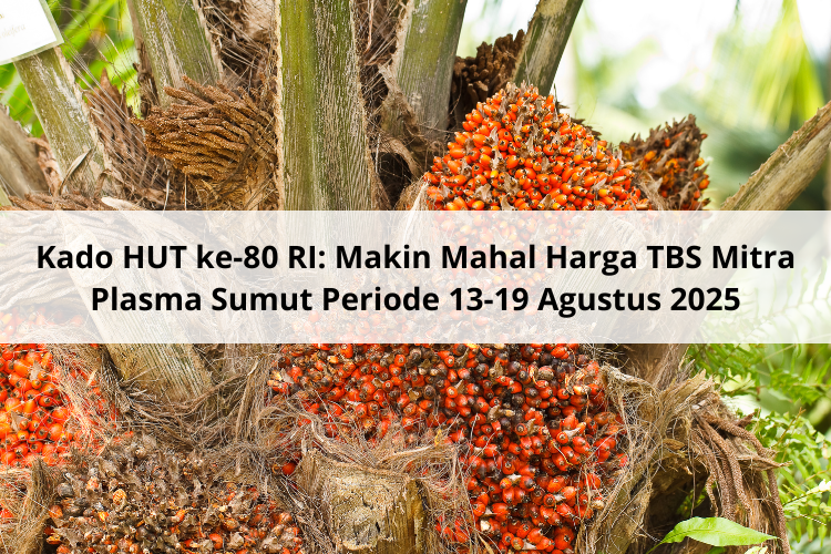 Kado HUT ke-80 RI: Makin Mahal Harga TBS Mitra Plasma Sumut Periode 13-19 Agustus 2025