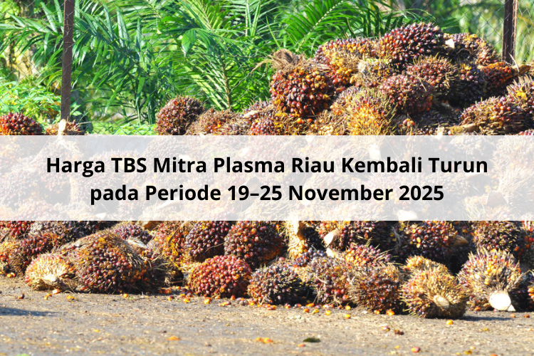 Harga TBS Mitra Plasma Riau Kembali Turun pada Periode 19–25 November 2025