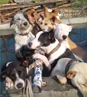 PERDAGANGAN ANJING UNTUK BERBURU BABI HUTAN MARAK