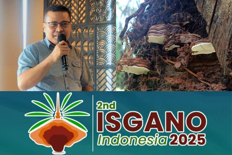 Ganoderma, Buah Kempet Juga Ancaman Nyata Kelapa Sawit yang Harus Diatasi