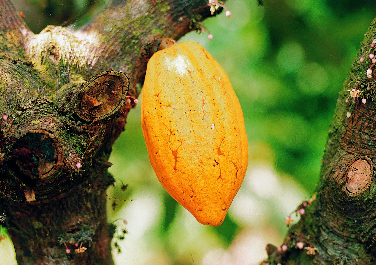 MANAJEMEN KORPORASI PETANI DIHARAPKAN TINGKATKAN PRODUKSI KAKAO