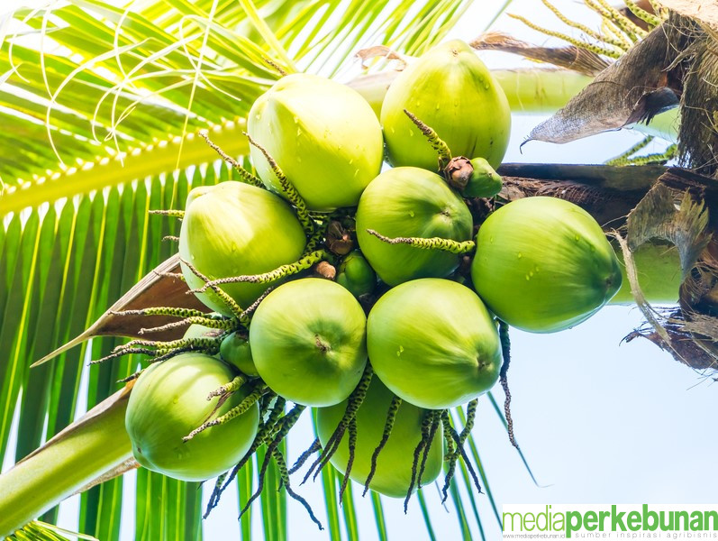 Belum Usai Sawit, Kini Indonesia Bakal Punya BBN Penerbangan Berbahan Kelapa