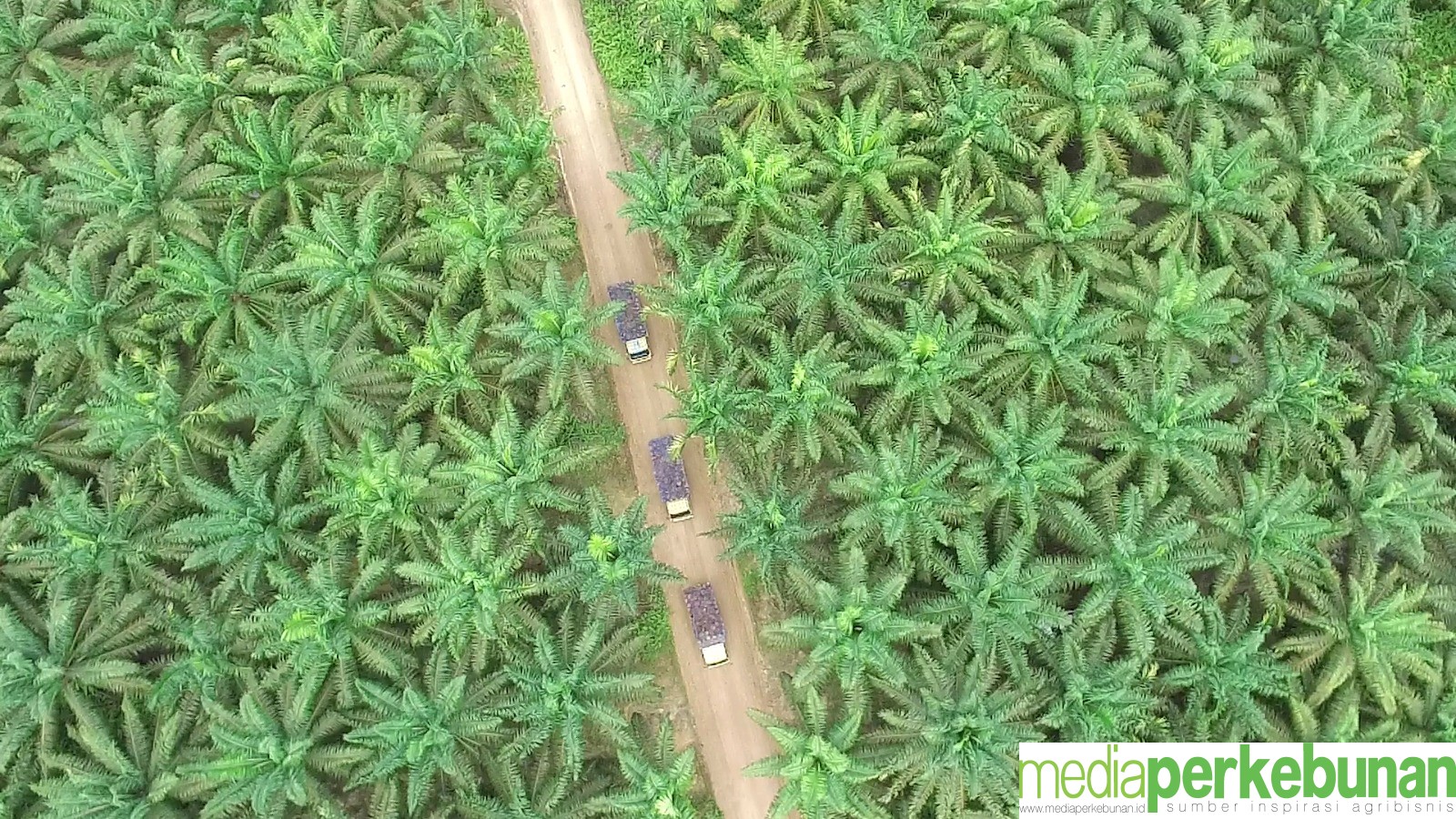 DSNG Jalin Kemitraan Strategis dengan Satelligence untuk Minyak Kelapa Sawit Berkelanjutan