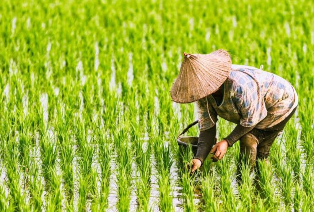Petani Padi di Kaltara Tertarik dengan Sawit, Begini Realisasinya