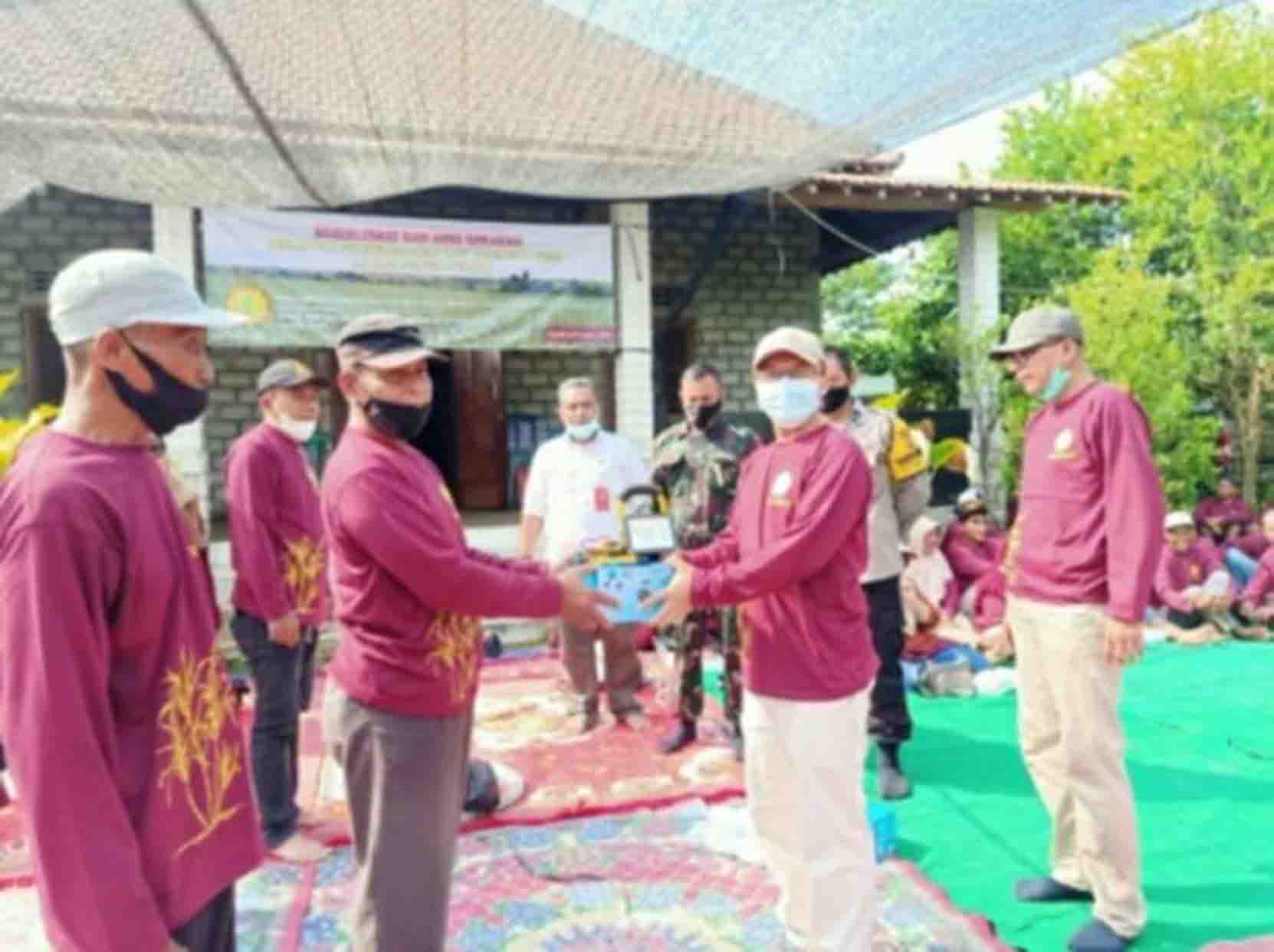 Di Kediri, BBPPTP Surabaya Gelar Aksi Gerdal Uret Tebu Massal