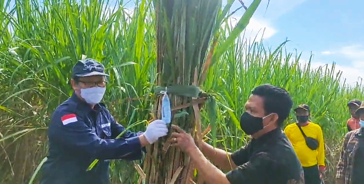 DITJENBUN TUMBUHKAN PENANGKAR TEBU POKTAN DAN UMKM
