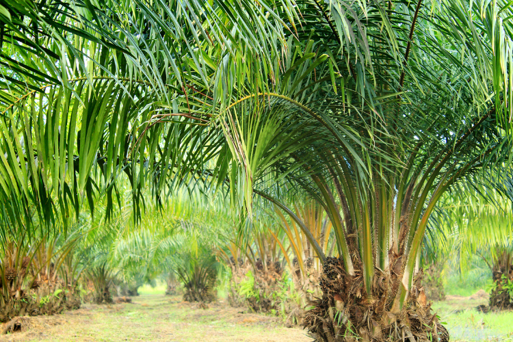 PSR Mitra PTPN IV 15.321 HA, Tahun 2025 Ditargetkan 22.569 HA
