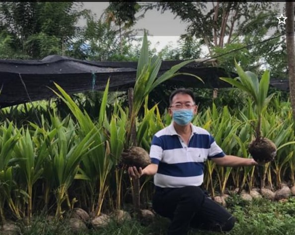 PT  MAGP REMAJAKAN KELAPA DENGAN  KELAPA HIBRIDA DAN INTEGRASI KEDELAI