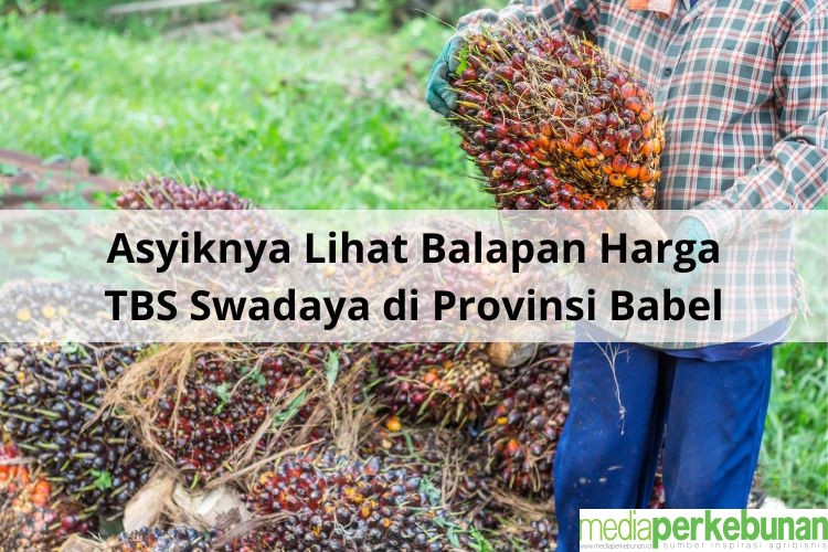 Asyiknya Lihat Balapan Harga TBS Swadaya di Provinsi Babel