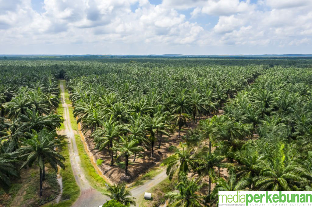 Ketua Adat dan Tokoh Masyarakat Okaba Dukung Pembangunan Kebun Koperasi Iska