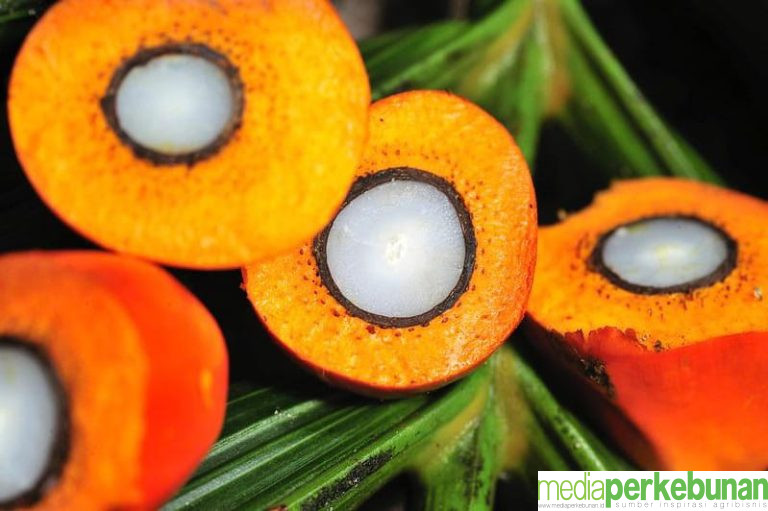 Benih Sawit Ini Diklaim Lebih Tahan Terhadap Ganoderma