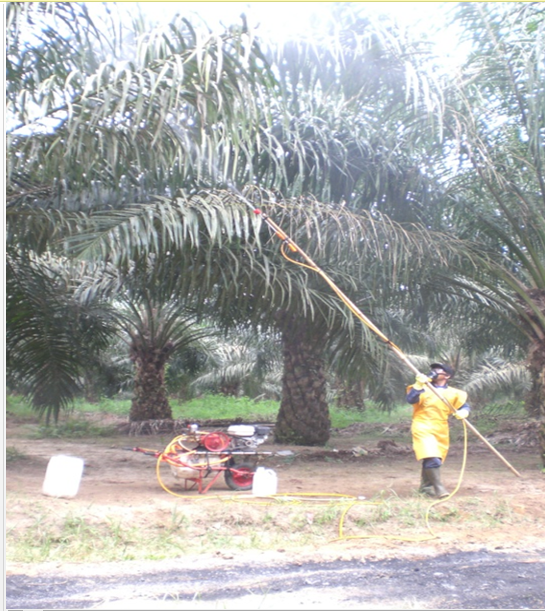 SENSUS DAN MONITORING KUNCI PENGENDALIAN HAMA  SAWIT
