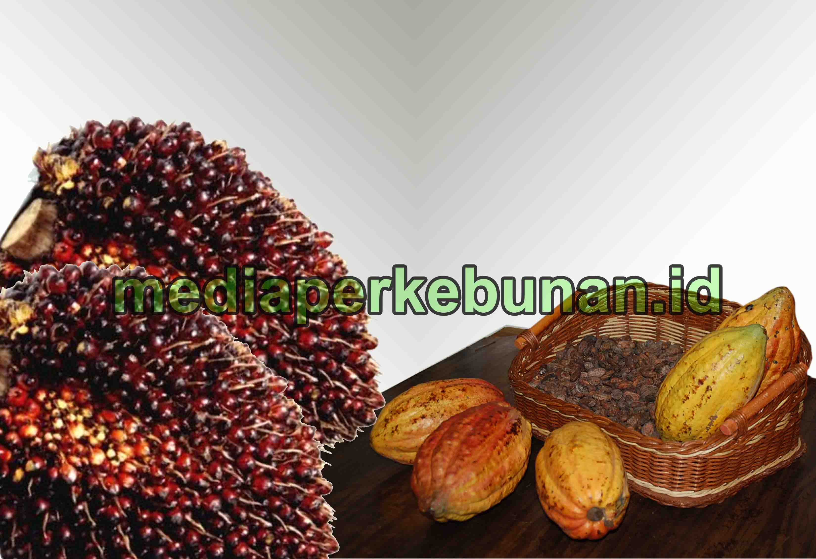 Juli 2021: Akibat Lockdown, Harga Referensi CPO Turun, BK Kakao Tetap 5 Persen