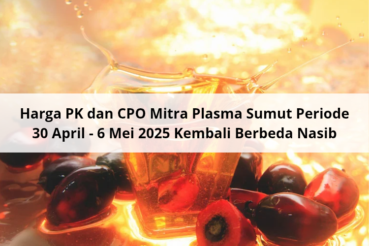 Harga PK dan CPO Mitra Plasma Sumut Periode 30 April – 6 Mei 2025 Kembali Berbeda Nasib