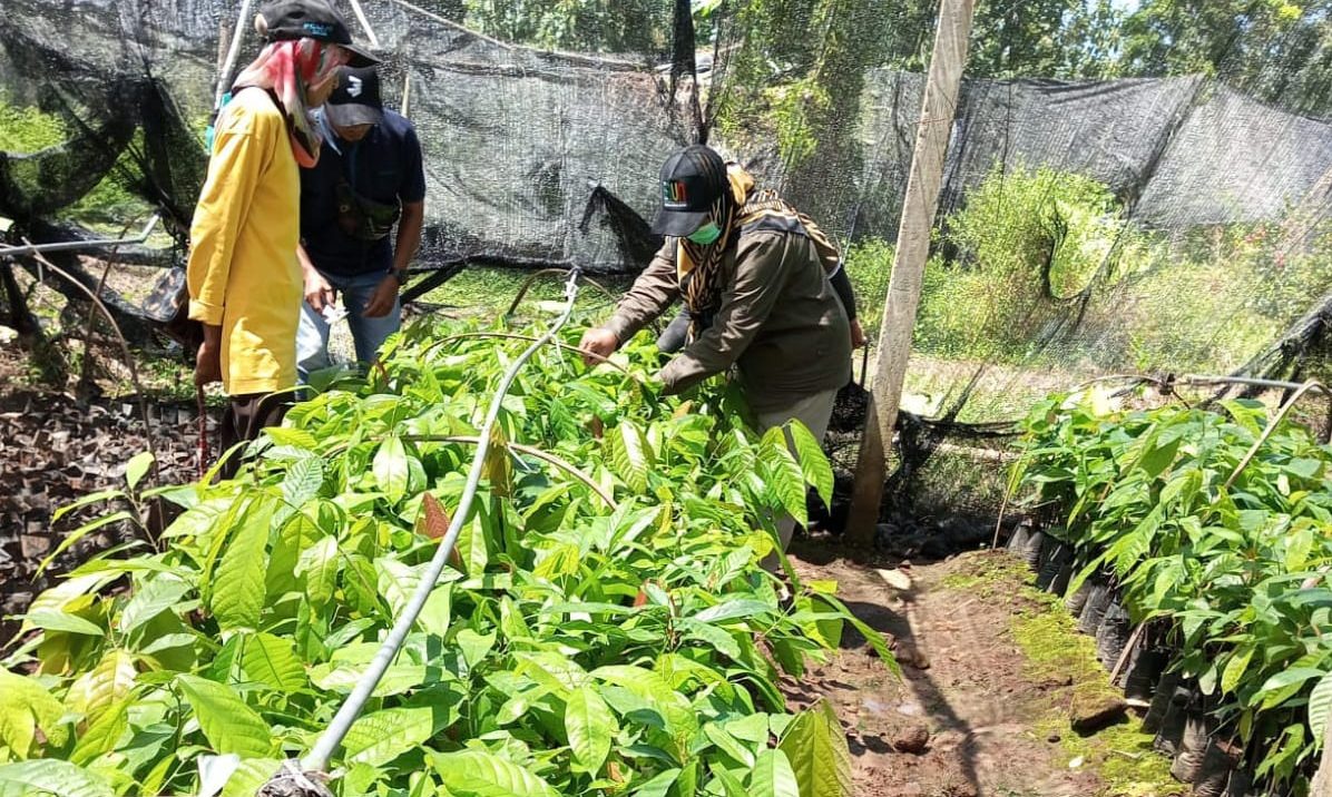 BBPPTP Sertifikasi Ratusan Ribu Batang Benih Kopi dan Kakao