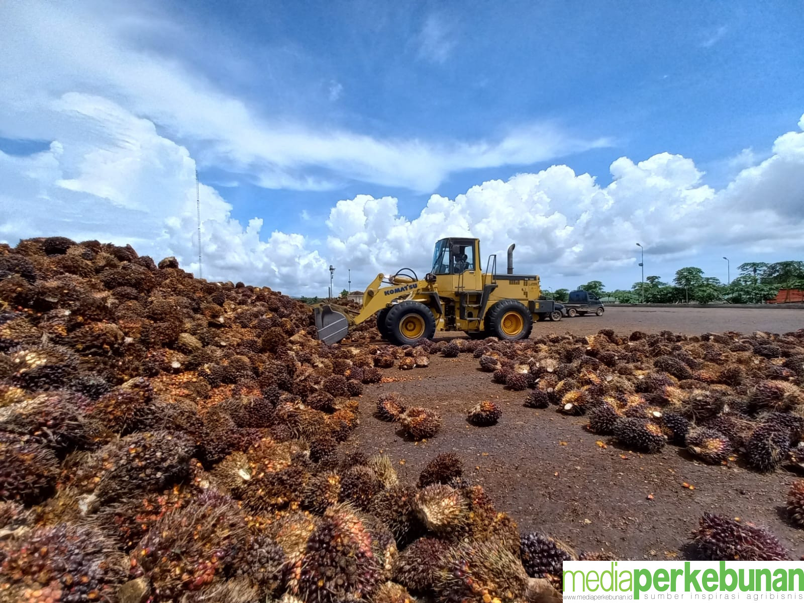 Subsektor Perkebunan Dongkrak NTP Sumut pada Desember 2024