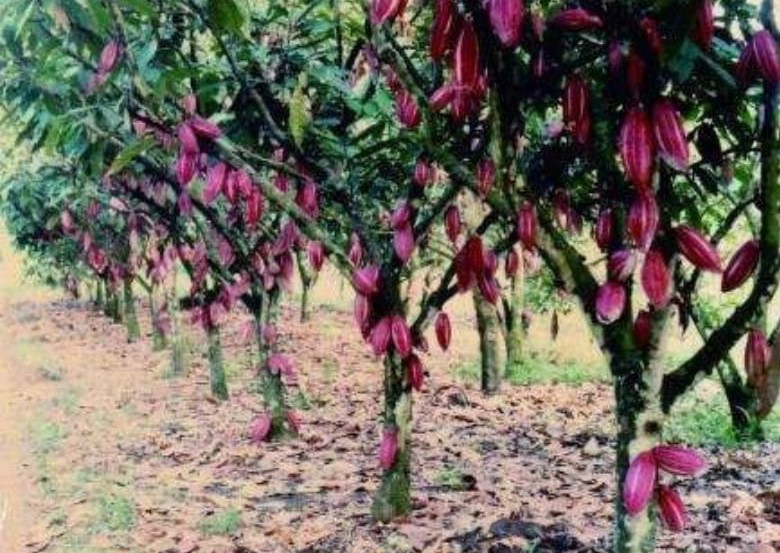 Dorong Industri Pengolahan Kakao Agar Berdaya Saing