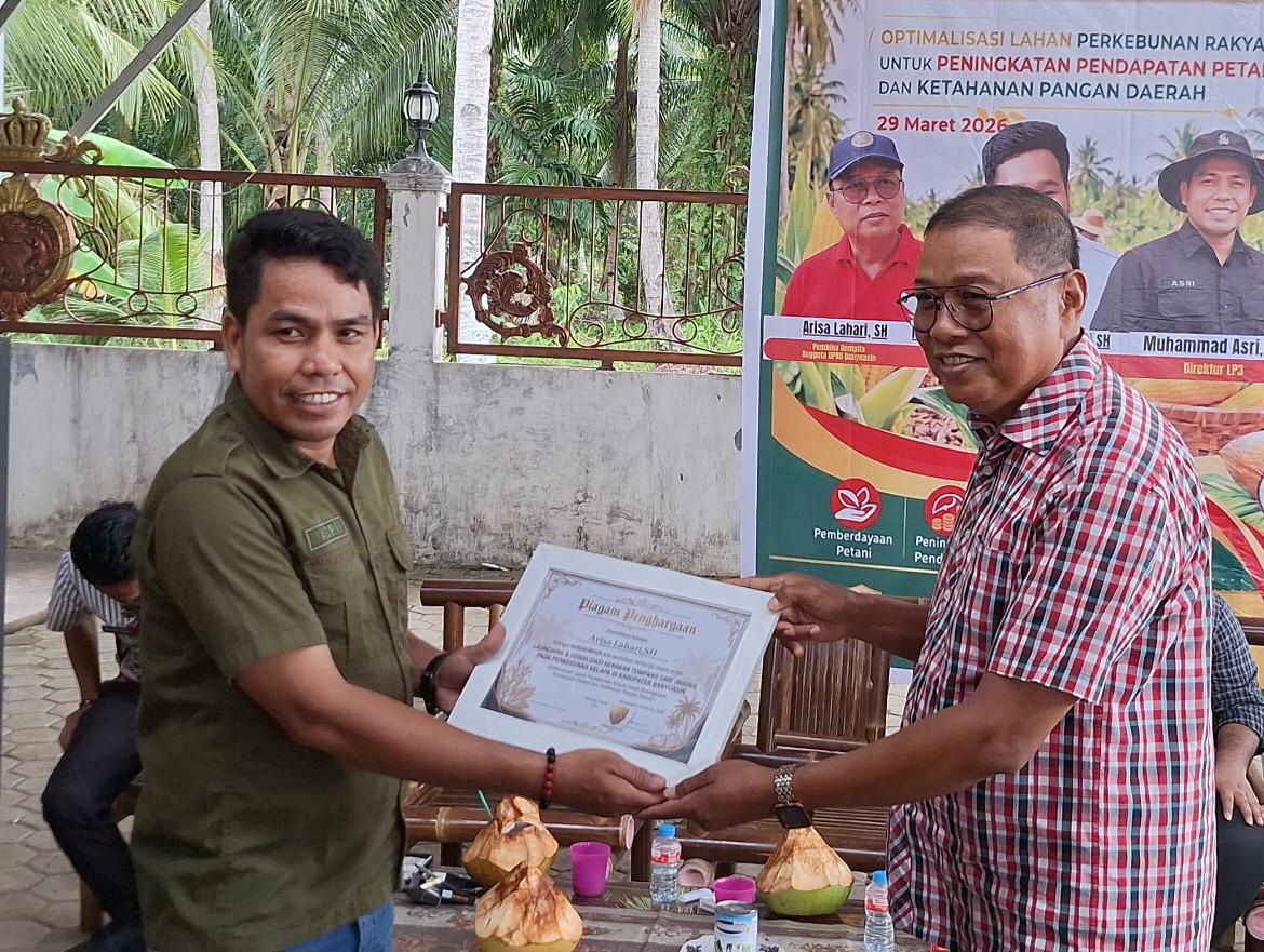 Jaga Pendapatan Petani Kelapa Banyuasin, LP3 Kembangkan Tumpang Sari Jagung Kelapa