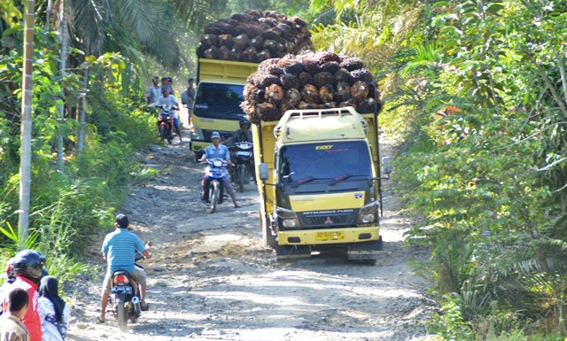 Harga TBS Riau Anjlok Rp 500/Kg