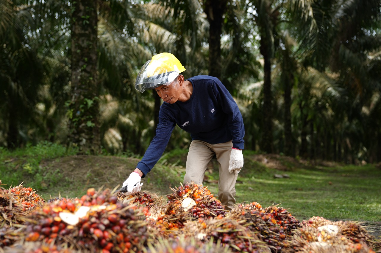 Produktivitas Terus Meningkat, PTPN IV PalmCo Wujudkan Hasil Nyata Transformasi