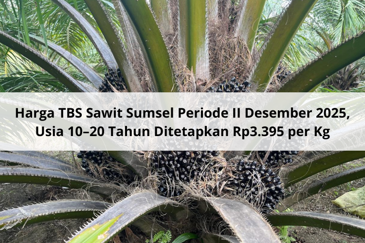 Harga TBS Sawit Sumsel Periode II Desember 2025, Usia 10–20 Tahun Ditetapkan Rp3.395 per Kg