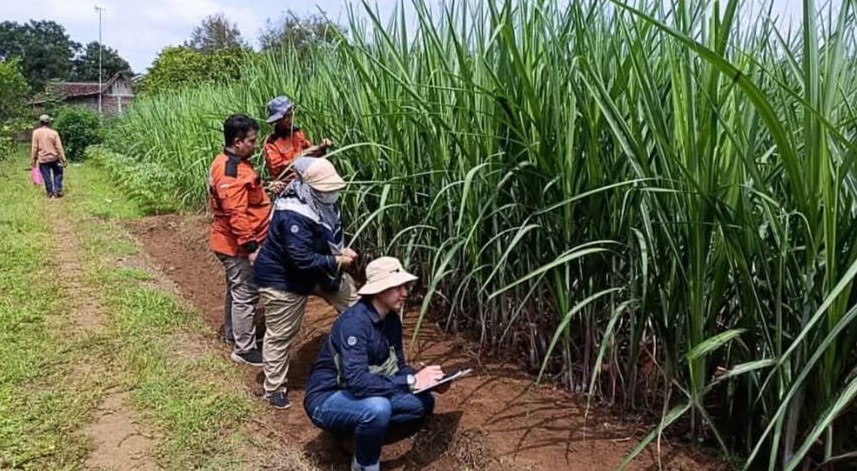 Tebu Dipacu, Gula Melaju: Langkah Nyata Menuju Swasembada Gula, Lakukan Groundcheck Kebun Tebu di Jawa Tengah
