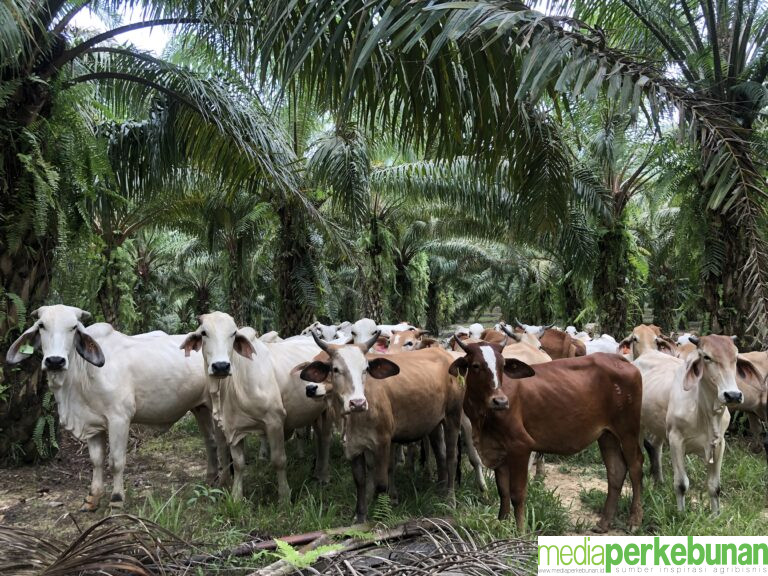 BRIN : INTEGRASI SAWIT SAPI TIDAK SEBARKAN GANODERMA