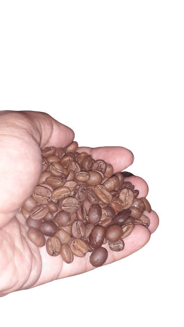 DEKOPI : CIPTAKAN SUSTAINABILITY KOPI