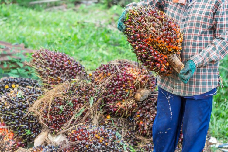 Ditjenbun Fokus pada Perbaikan Produktivitas Sawit Rakyat