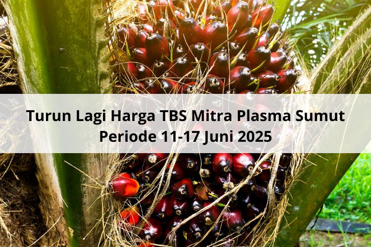 Turun Lagi Harga TBS Mitra Plasma Sumut Periode 11-17 Juni 2025