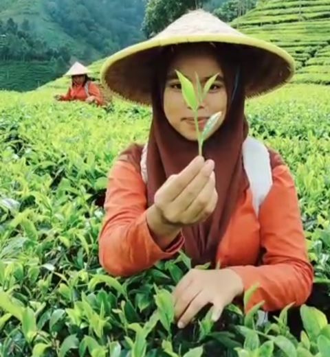 Teh Diharapkan Semakin Diperhatikan