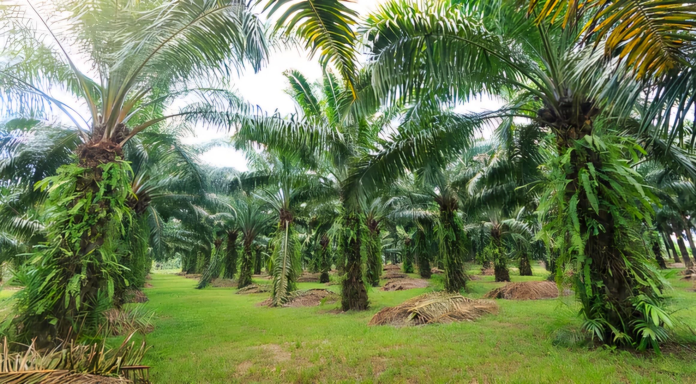 Meninjau Surat Edaran Larangan Penanaman Kelapa Sawit dari Perspektif Guru Besar Hukum Ekonomi