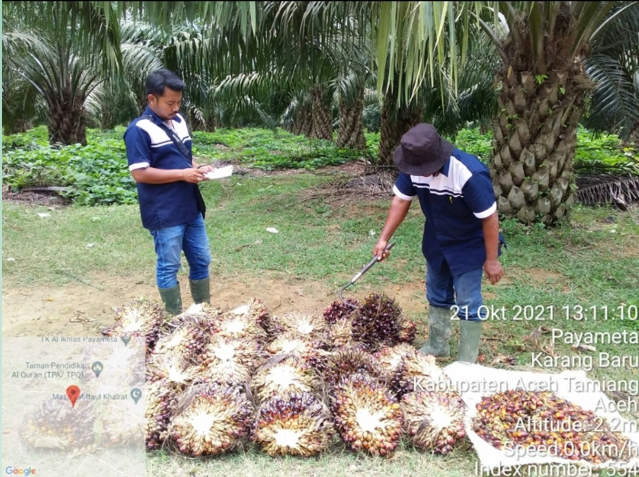 BENIH UNGGUL, TANAMAN PENUTUP, APLIKASI JANKOS KUNCI SUKSES TANAM SAWIT DI LAHAN BERPASIR