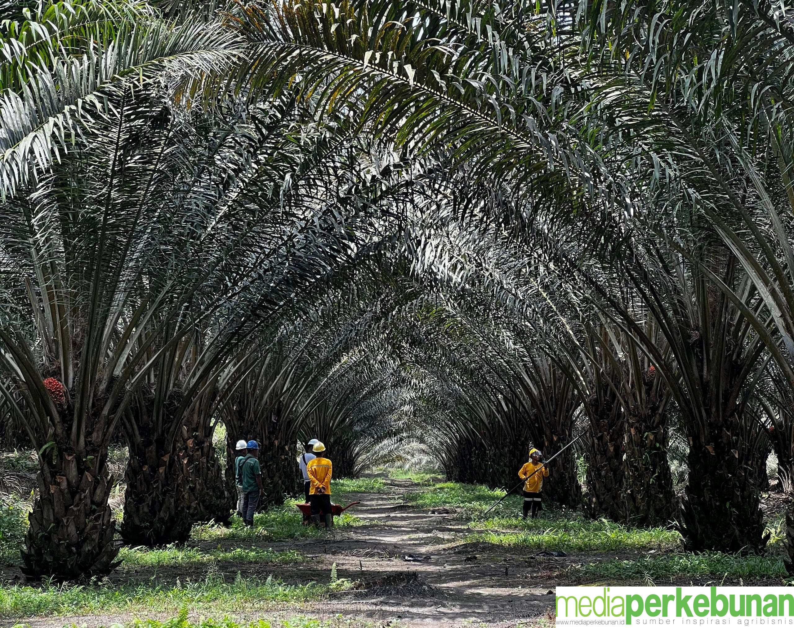 BRIN dan Astra Agro Kembangkan Kultur Jaringan