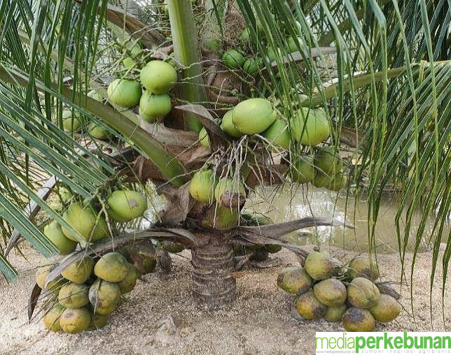 Kelapa Genjah Hijau Erabolo Varietas Unggul Teranyar