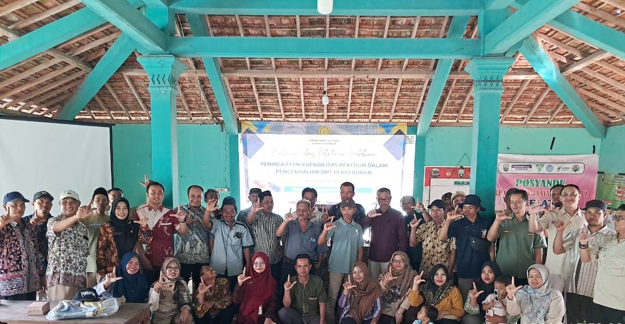Serangan Oryctes Rhinoceros Bikin Repot Petani Kelapa di Kabupaten Rembang