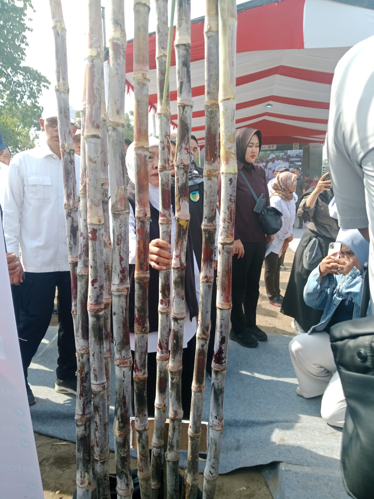 Kejar Target Swasembada Gula: Pemerintah Luncurkan Tebu Varietas Cening dan Panjalu di Kediri