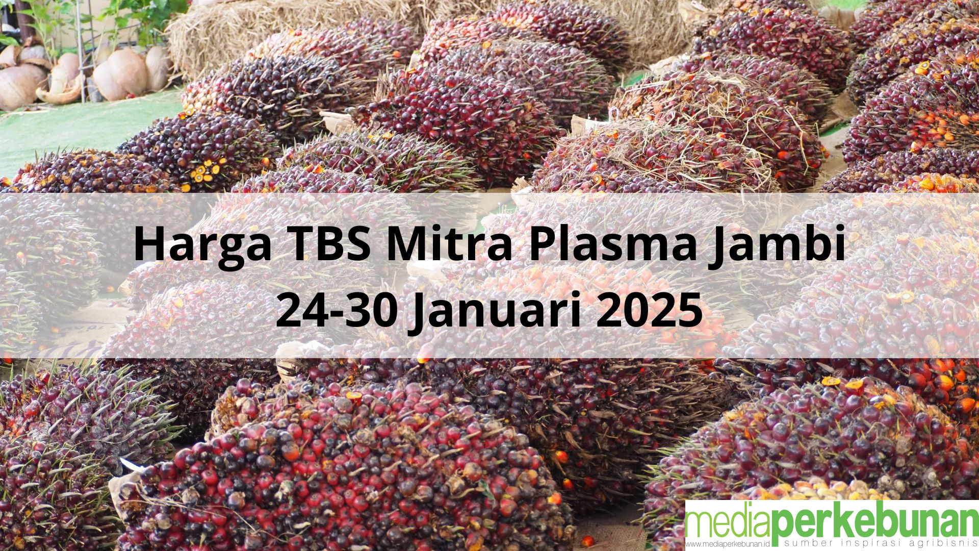 Melorot Rp. 39,72 Harga TBS Mitra Plasma Jambi Periode 24-30 Januari 2025