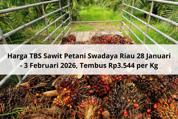 Harga TBS Sawit Petani Swadaya Riau 28 Januari – 3 Februari 2026, Tembus Rp3.544 per Kg