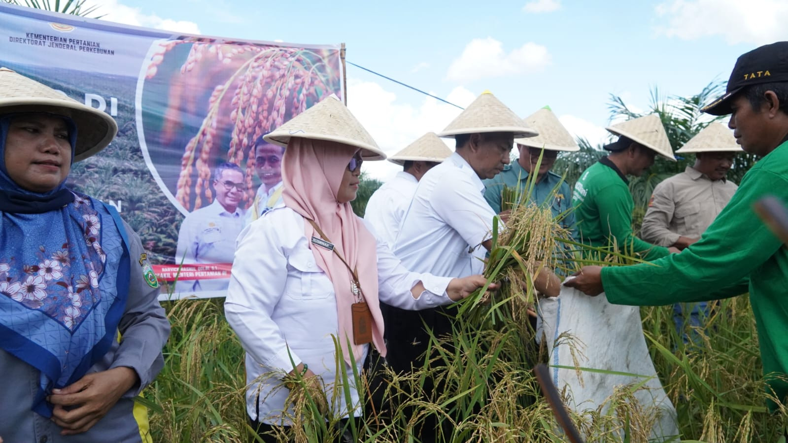 Kesatria Bawa Untung, Petani OKI Berhasil Panen Padi Gogo