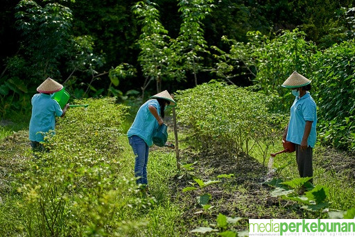 Sinar Mas Jalin Kerja Sama Tingkatkan Literasi Pertanian 80 Kelompok Tani
