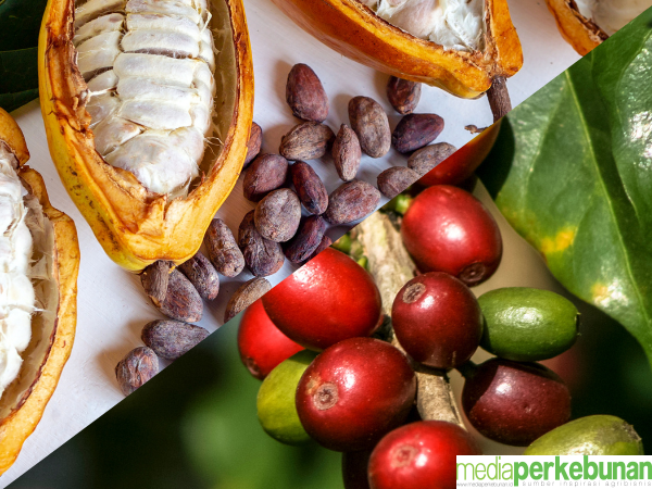 Meski Surplus, Ekspor Produk Kopi dan Kakao Turun pada November 2024