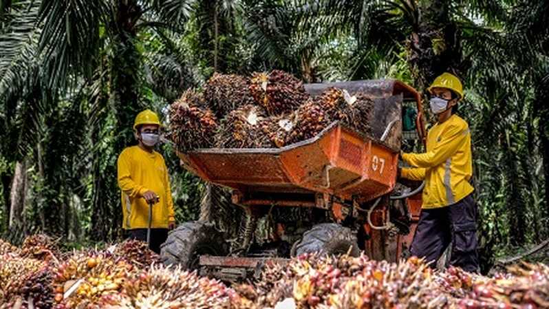Digitalisasi Astra Agro Bidik Petani Mitra