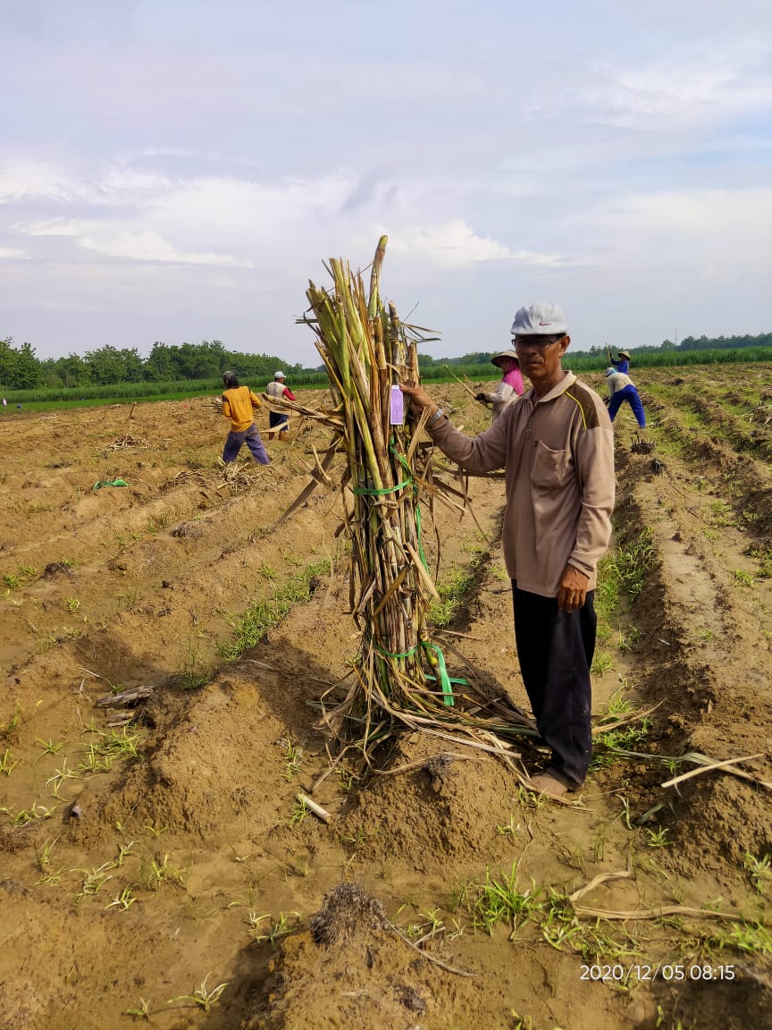 Program Bangun KBD Picu Gairah Petani Tebu