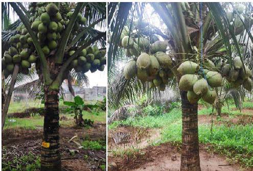 Prospek Pemanfaatan Kelapa Eksotik