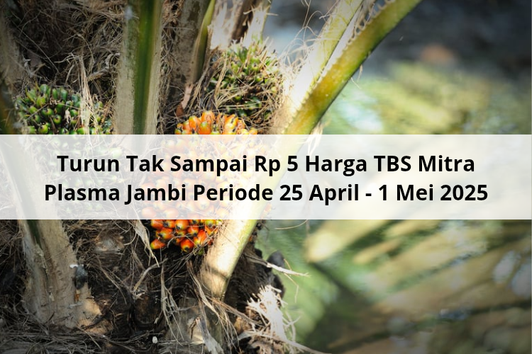 Turun Tak Sampai Rp 5 Harga TBS Mitra Plasma Jambi Periode 25 April – 1 Mei 2025