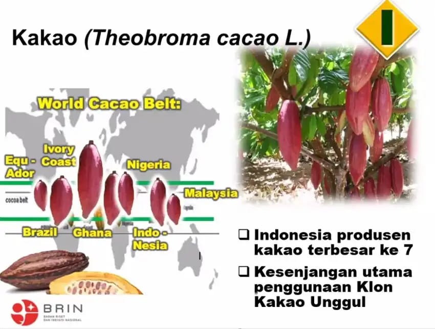 Masuk Lima Besar, tapi Industri Kakao di Indonesia Hadapi Ancaman