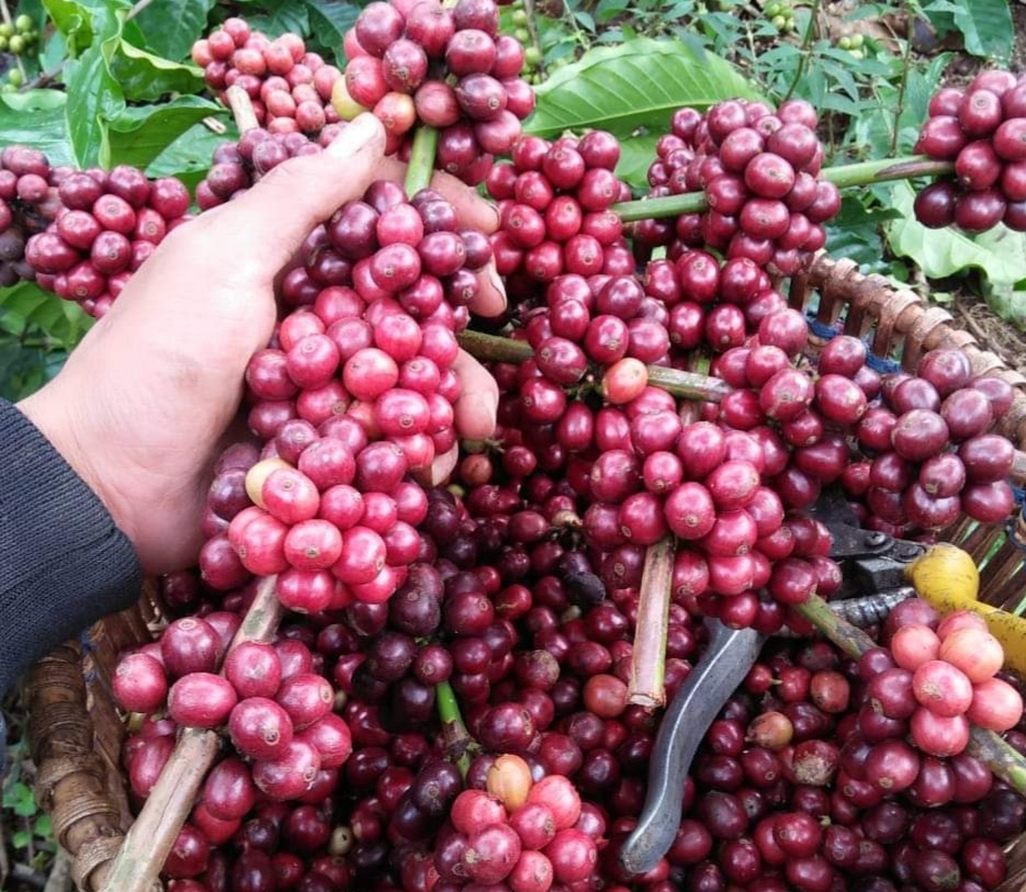 Sektor Kopi Harus Berkelanjutan