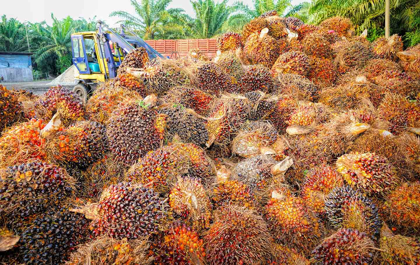 Tembus Rp 3.630-an per Kg Harga TBS Mitra Plasma Sumut Hingga Pekan Depan